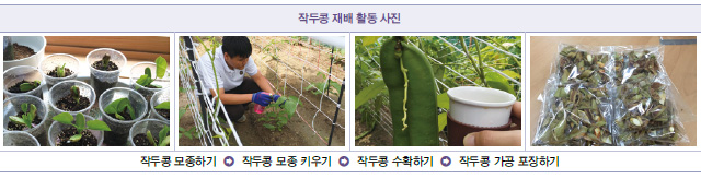 작두콩 재배 활동 사진