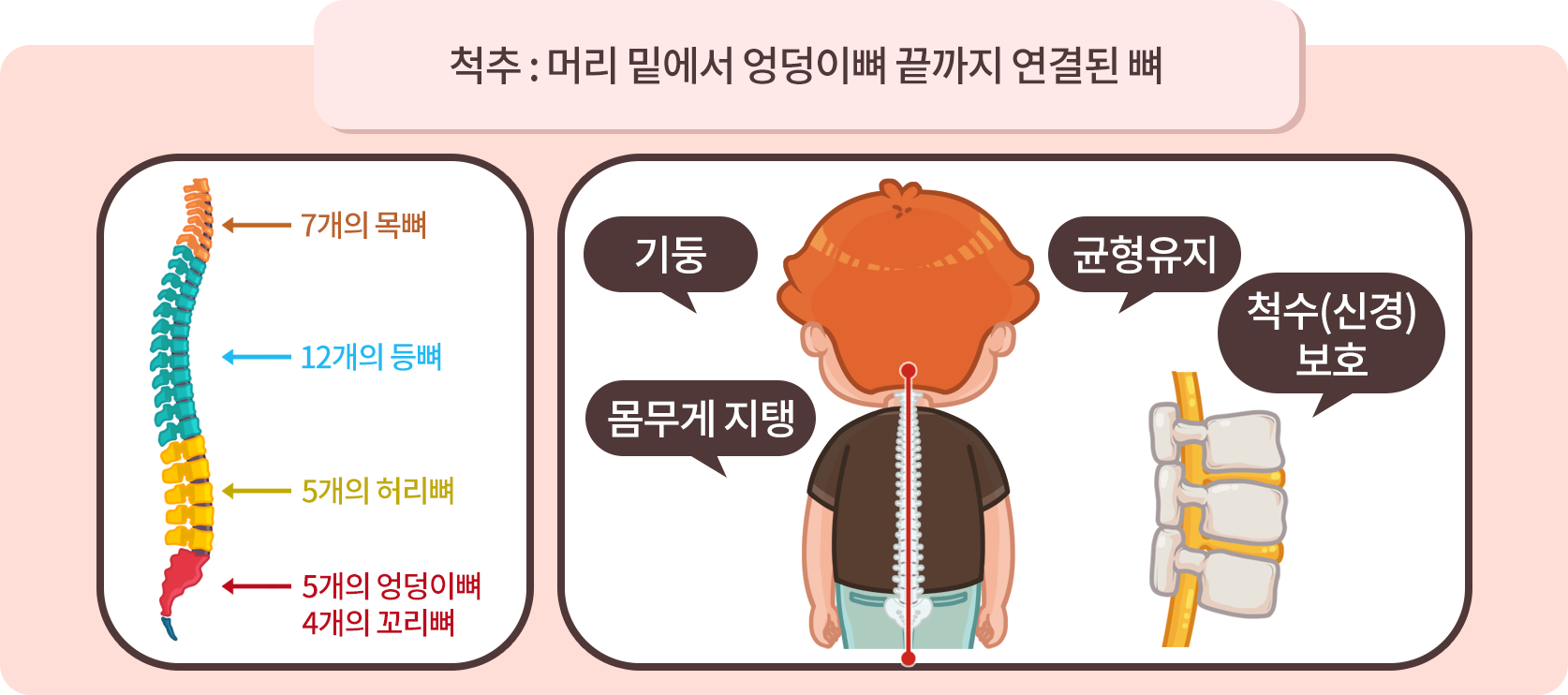 척추의 기능 설명