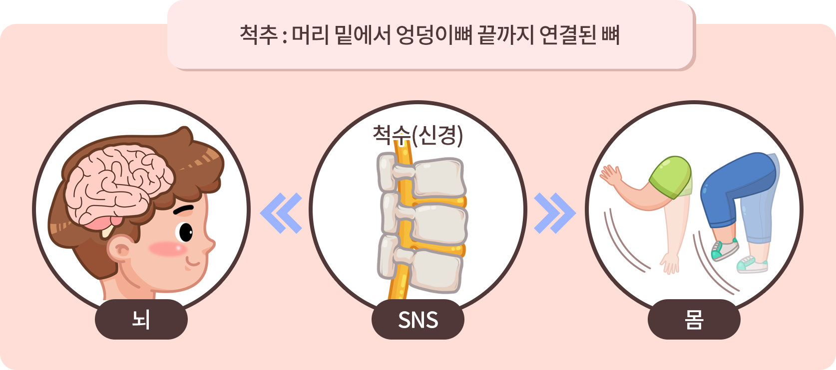 엄마를 발견하고 달려가는 과정의 척수 신경 전달 순서