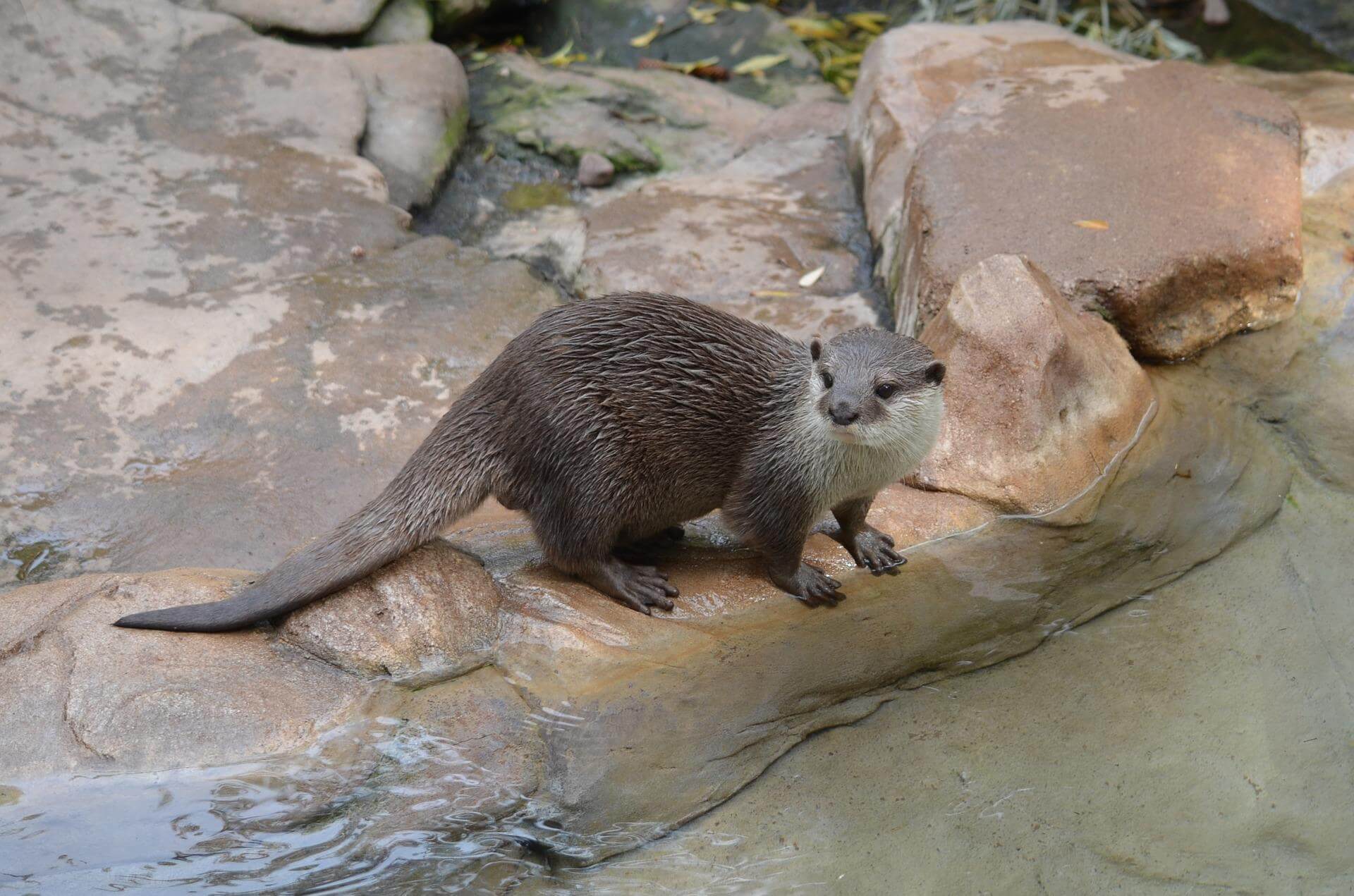 수달