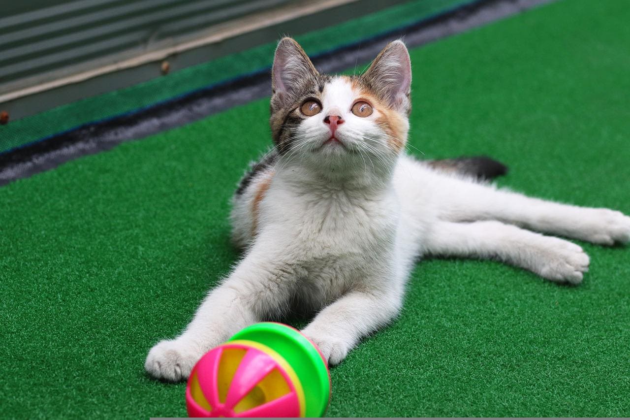 고양이