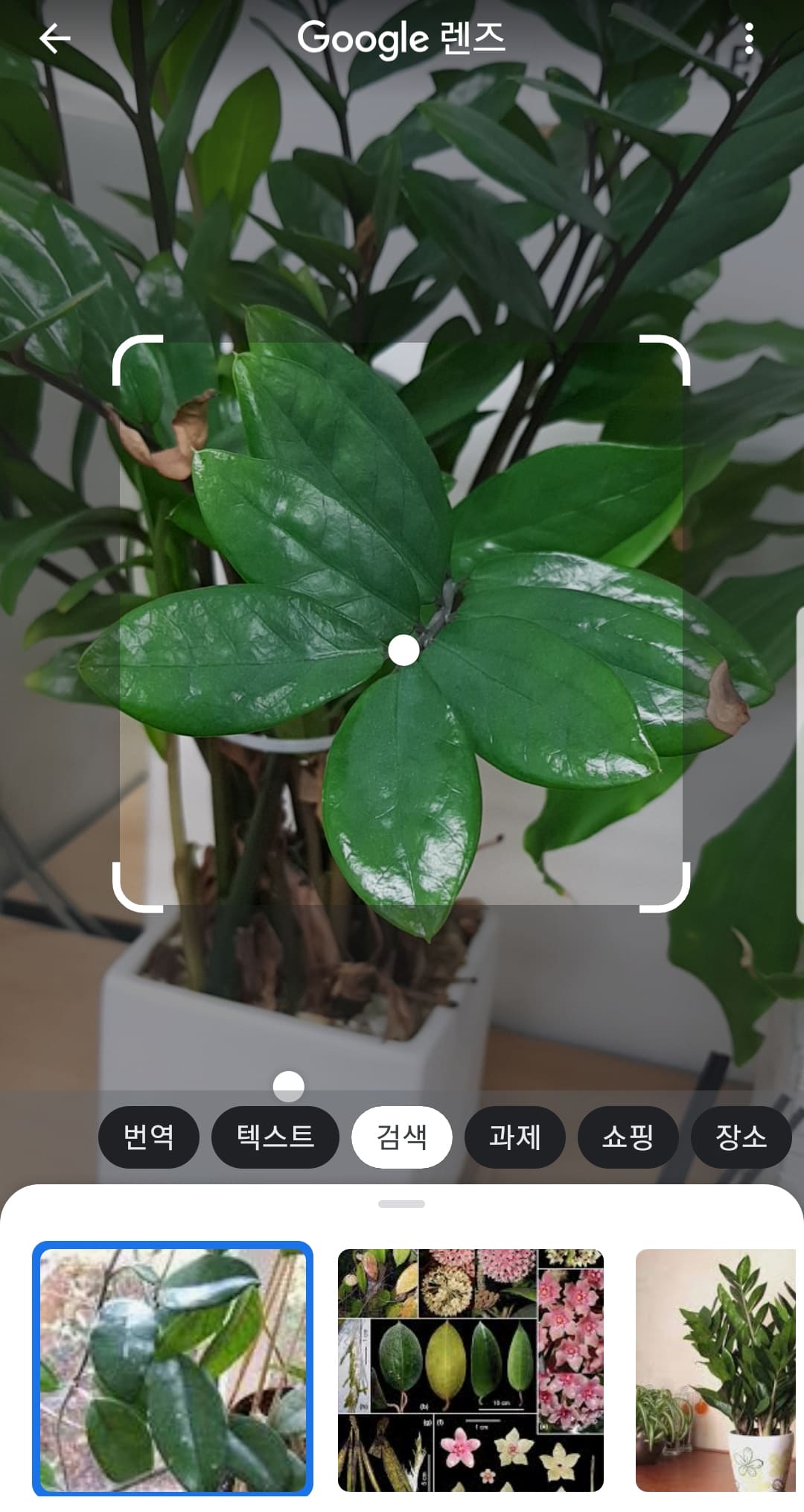 우리 학교 식물 검색하기